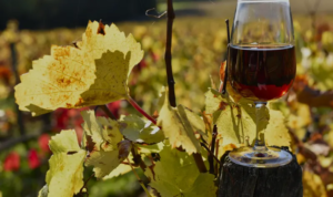 Beaujolais nouveau